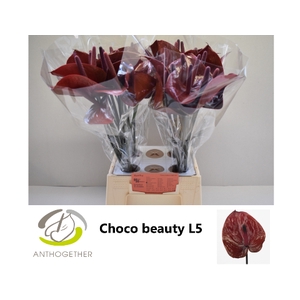 Anthurium Chocolate Beauty
