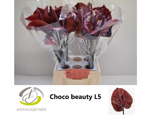 <h4>Anthurium Chocolate Beauty</h4>