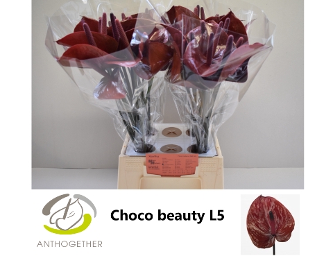 <h4>ANTH A CHOC BEAUTY 40 water</h4>
