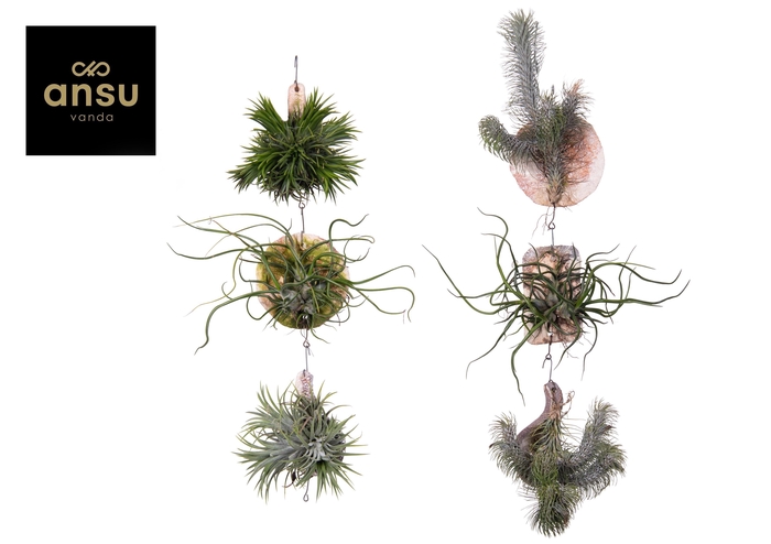 <h4>TILLANDSIA IONANTHA</h4>