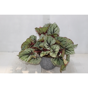 COQ. PLANTAS ORN. T3