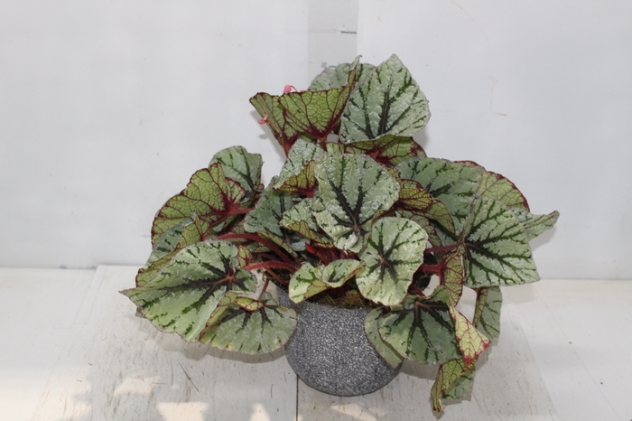 <h4>COQ. PLANTAS ORN. T3</h4>