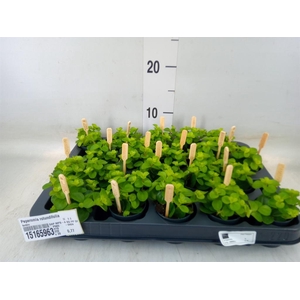 Peperomia rotundifolia