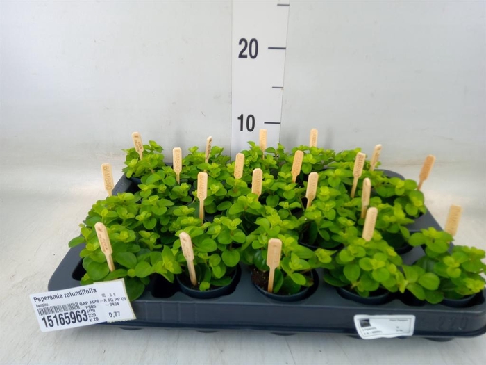 <h4>Peperomia rotundifolia</h4>