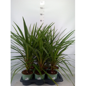 Cordyline indivisa 'Peko'
