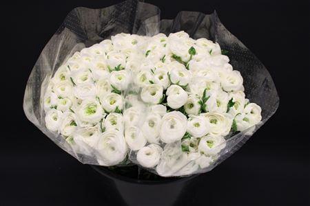 <h4>Ranonkel Zwaar Wit</h4>