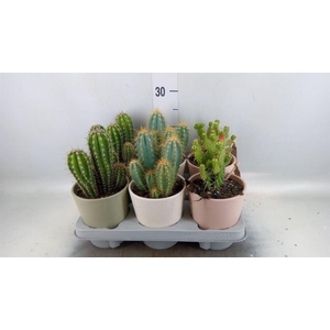 Cactus   ...mix