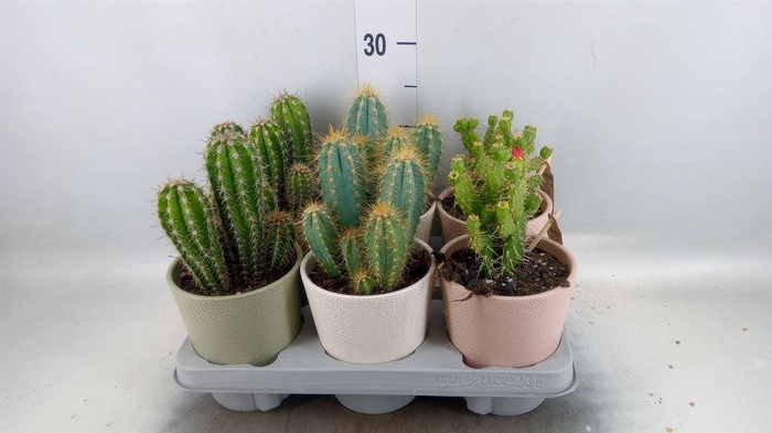 <h4>Cactus   ...mix</h4>