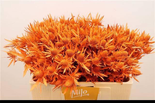 <h4>ERYN PL OV KLB H%</h4>