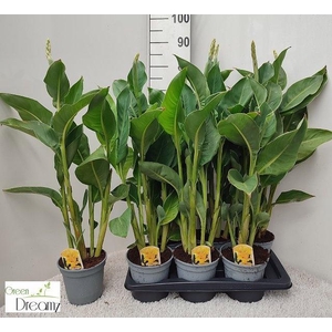 CANNA TENERIFE