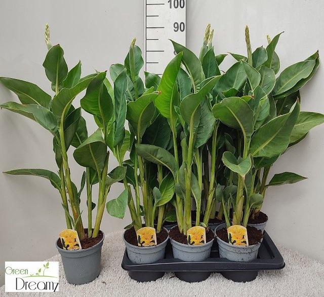 <h4>CANNA TENERIFE</h4>