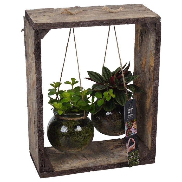 <h4>PTGIG2129 Arrangement Greens in glass in glazen bol met houten rek</h4>