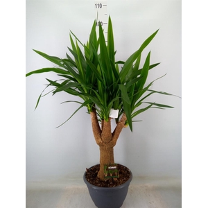 Yucca elephantipes   ...