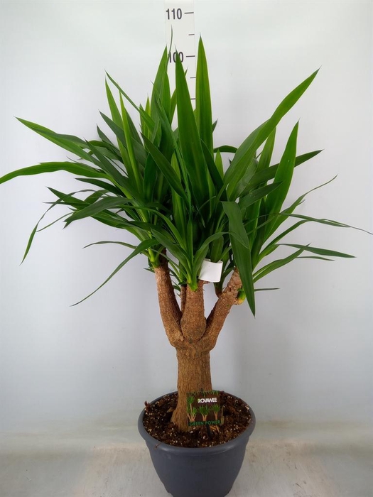 <h4>Yucca elephantipes   ...</h4>