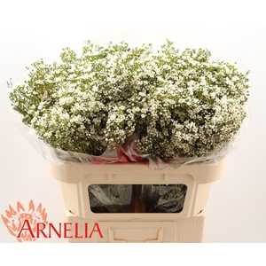 Chamelaucium pearl buttons