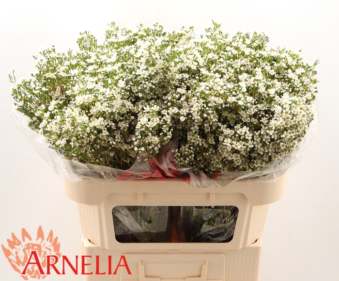 <h4>Chamelaucium pearl buttons</h4>