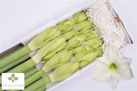 <h4>Hipp Ga Albarino X10</h4>