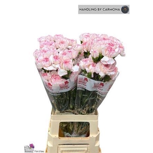 Di St Pastel Damascu