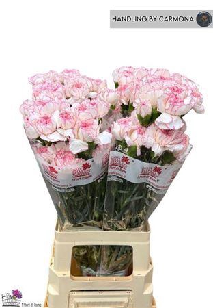 <h4>Di St Pastel Damascu</h4>