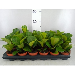 Ficus lyrata 'Bambino'