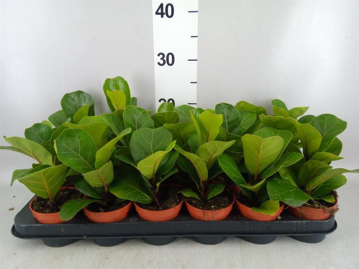<h4>Ficus lyrata 'Bambino'</h4>