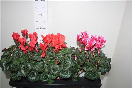 <h4>Cycl Gr Sup Xl</h4>