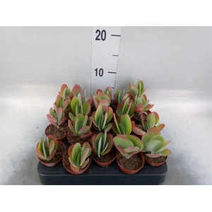 Kalanchoe NF thyrsiflora