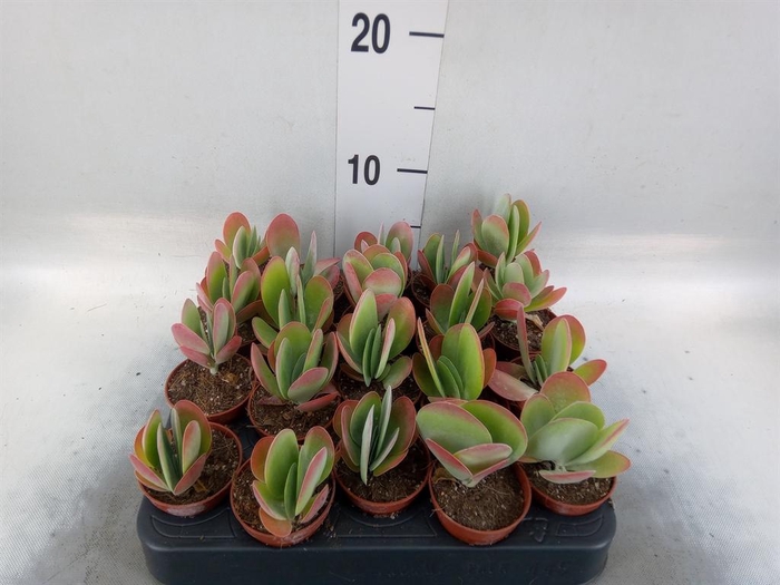 <h4>Kalanchoe NF thyrsiflora</h4>