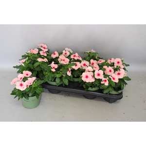Dianthus Colores Sangre