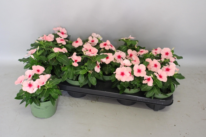 <h4>Dianthus Pillow pink & white</h4>