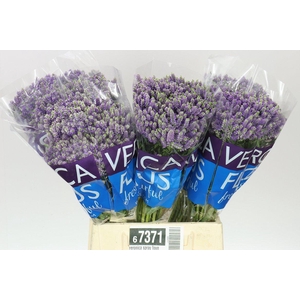 Veronica Spray Fountain X 20