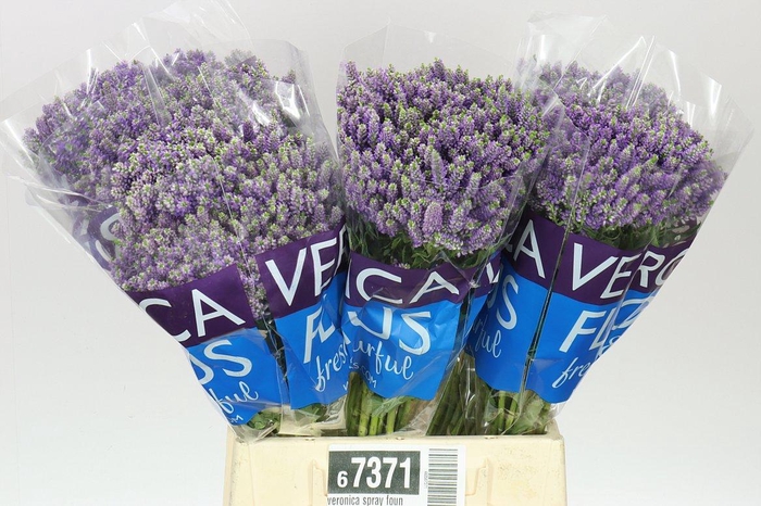 <h4>Veronica Spray Fountain X 20</h4>