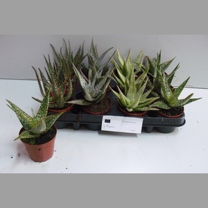 ALOE GEM