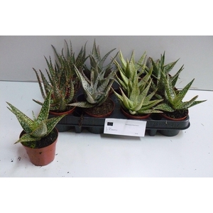 ALOE GEM