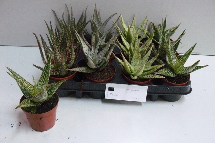 <h4>ALOE GEM</h4>