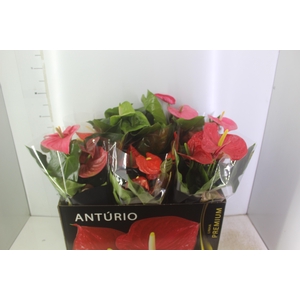 ANTHURIUM VARIADO P17 PREMIUM