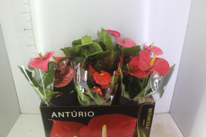 <h4>ANTHURIUM VARIADO P17 PREMIUM</h4>