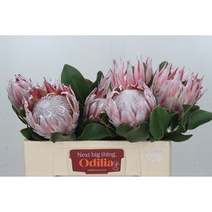 PROTEA CYNAROIDES