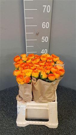 <h4>Ran Suc Ex Lambada</h4>