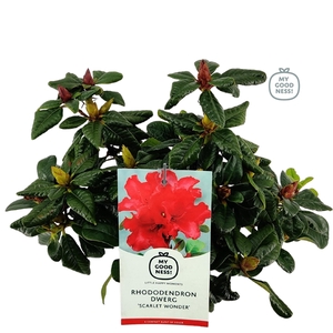 Rhododendron 30-35 /2 liter 'Scarlet Wonder' dwerg