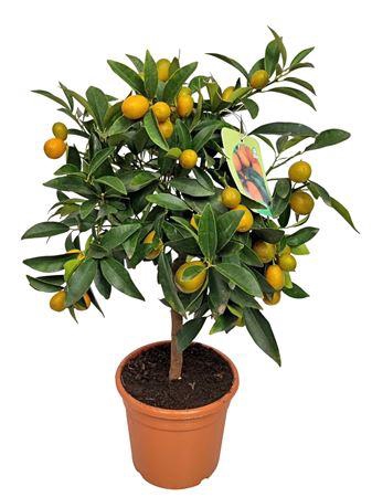 <h4>Citrus Kumquat Stem</h4>