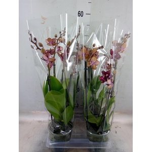 Phalaenopsis multi.   ...red