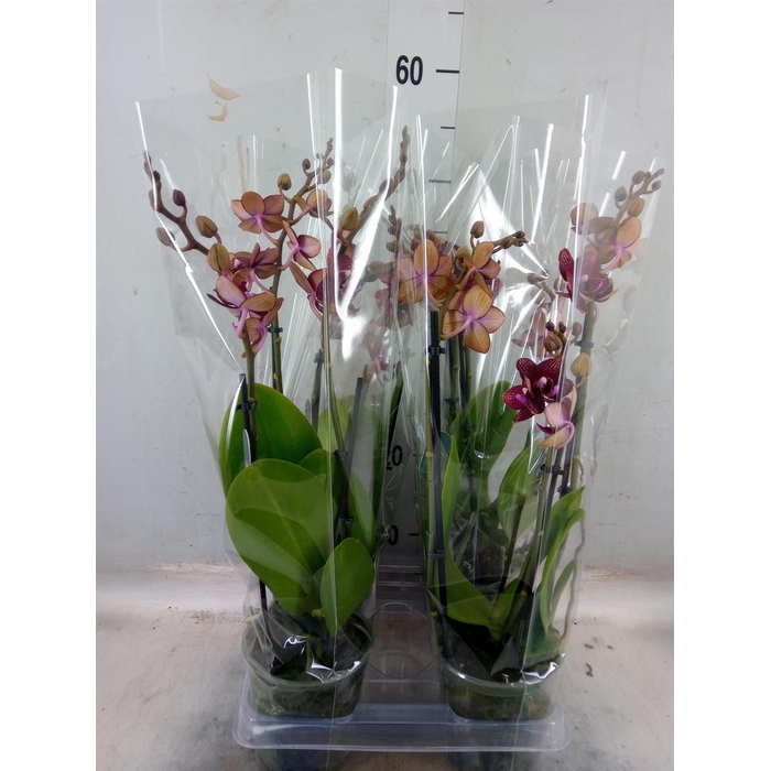 <h4>Phalaenopsis multi. ...red</h4>