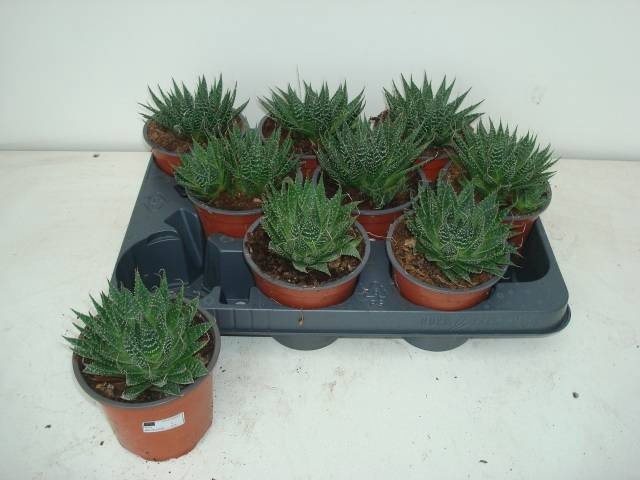 <h4>ALOE ARISTATA</h4>