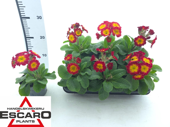 <h4>PRIM ELATIOR</h4>