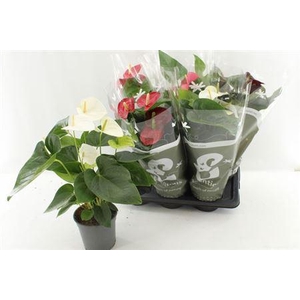 Anthurium 17 Cm 4 Color Mix In Esse