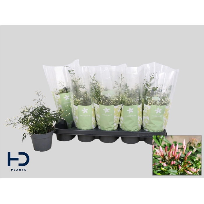 <h4>JASM POLYANTHUM WIT</h4>