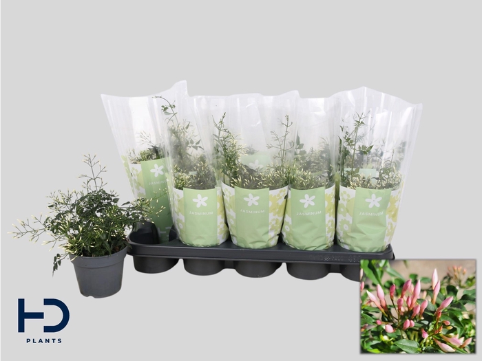 <h4>JASM POLYANTHUM WIT</h4>