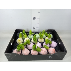 Hyacinthus orie.   ...waxed H%