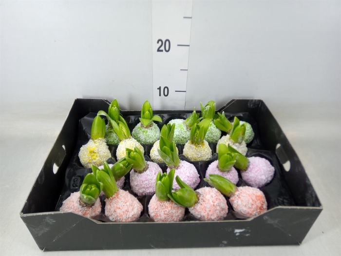 <h4>Hyacinthus orie.   ...waxed H%</h4>